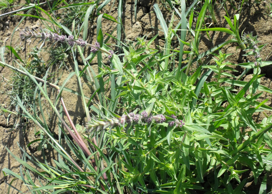 Lythrum salicaria